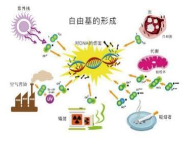 营养基因组学食品